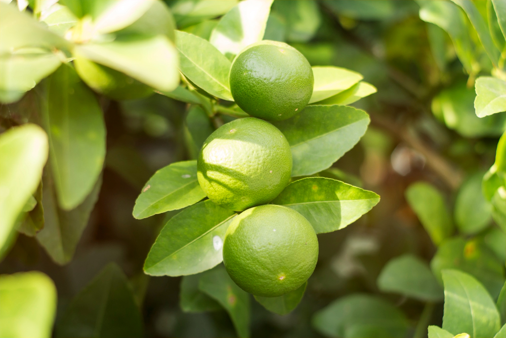 close-up-lemon-tree-green-lime-tree-green-lime-tree-hanging-branches