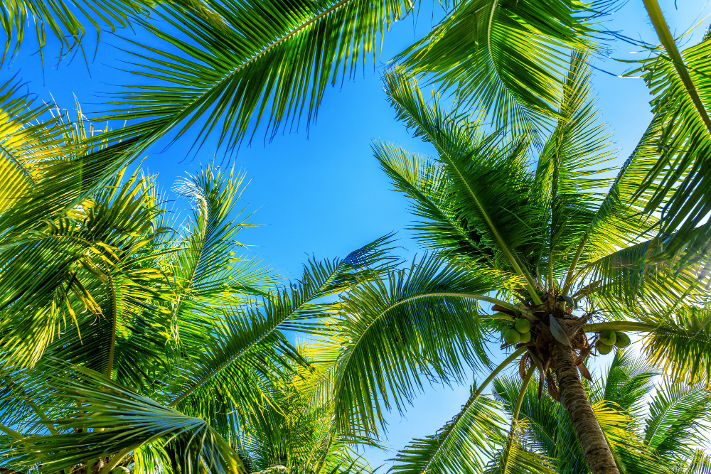 coconut-palm-trees-tropical-background