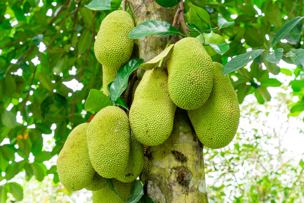 jackfruit-trees-belong-moraceae-tribe-scientific-name-is-artocarpus-heterophyllus