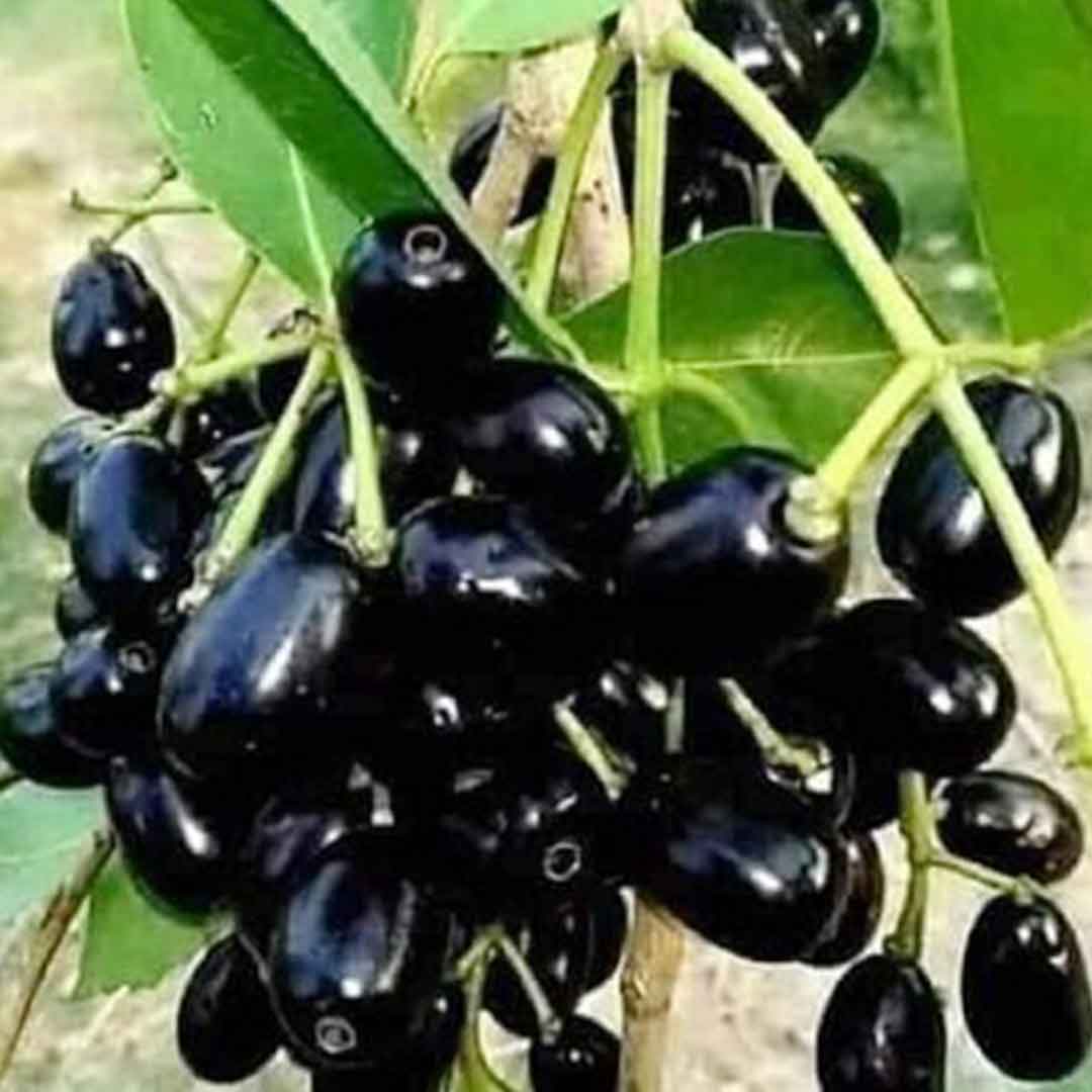 jamun-fruit-plant-naval-maram-1