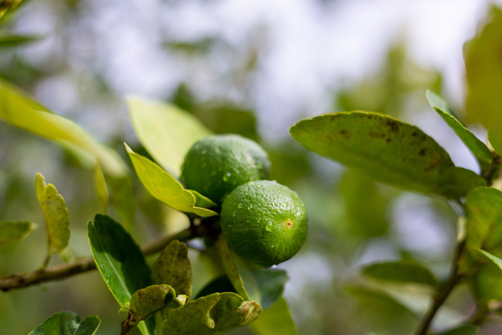 lime-bergamot-growing-tree-after-rain (1)