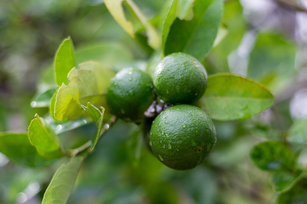 lime-bergamot-growing-tree-after-rain