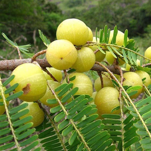 nurserylive-amla-tree-indian-gooseberry-big-fruit-grown-through-seeds-plant