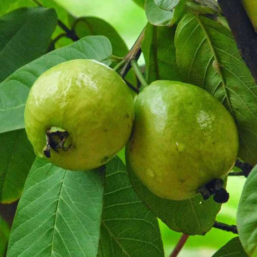 nurserylive-plants-guava-tree-amrud-psidium-guajava-grafted-plant-16968910274700_512x512