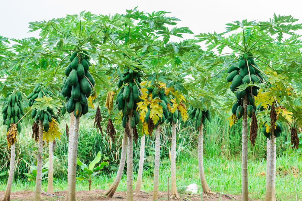 papaya-tree-farm