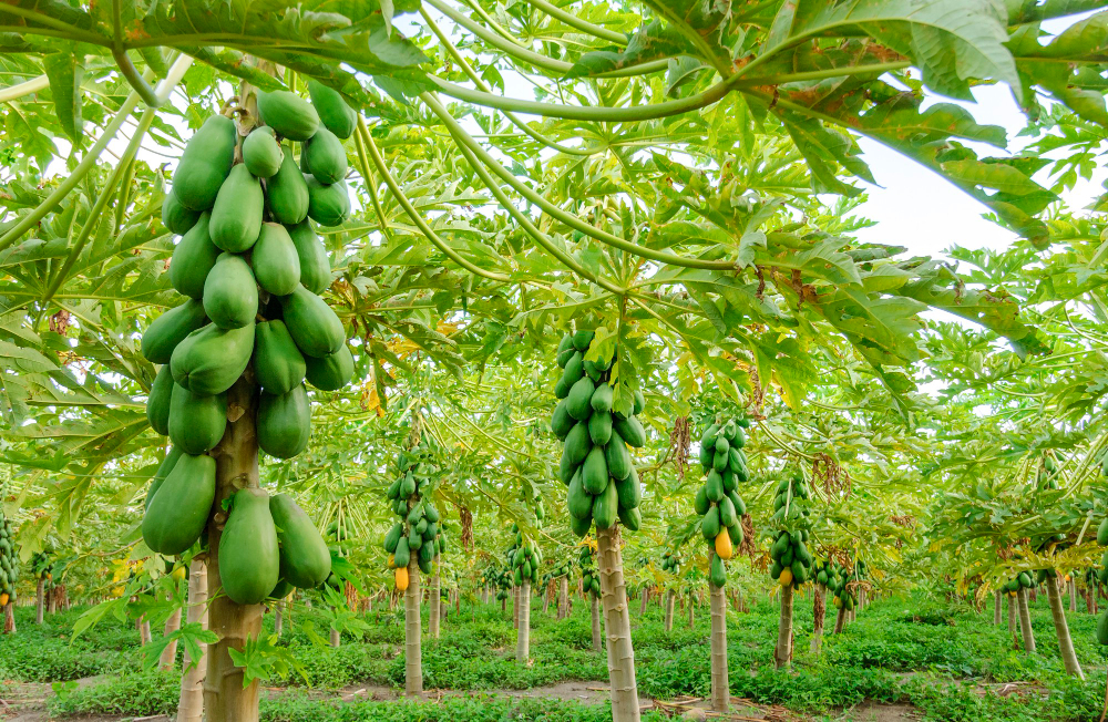 papaya-trees-planting-conde-paraiba-brazil-brazilian-agribusiness