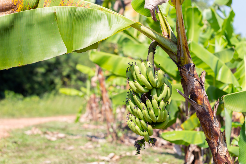 raw-bananas-tree