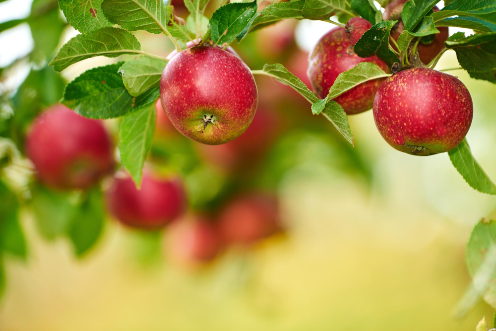 red-ripe-ready-apple-per-day-keeps-doctor-away