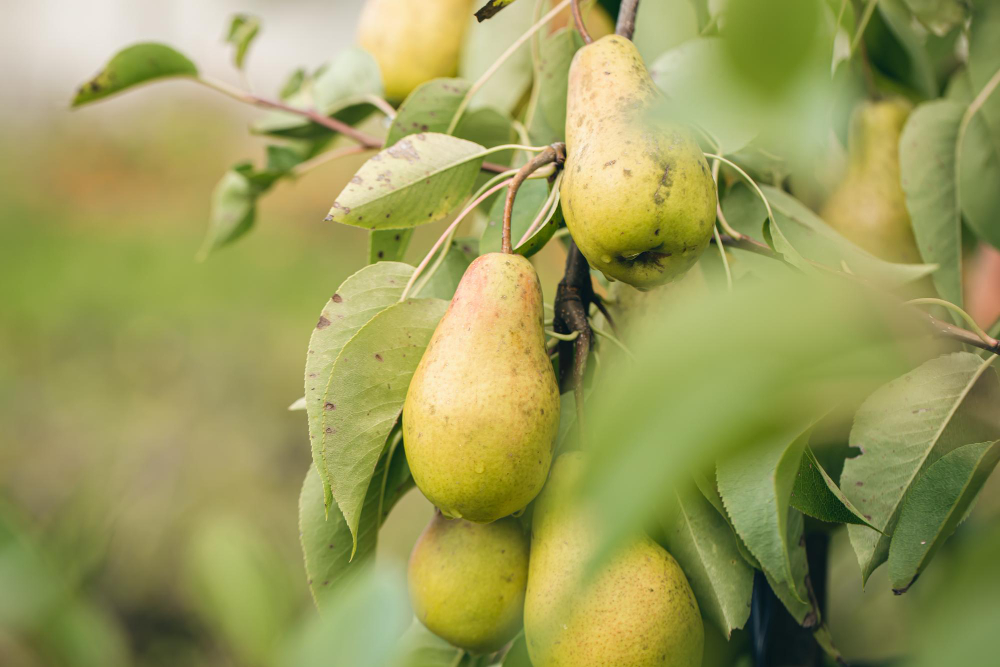ripe-pears-tree-branches-autumn-garden (1)