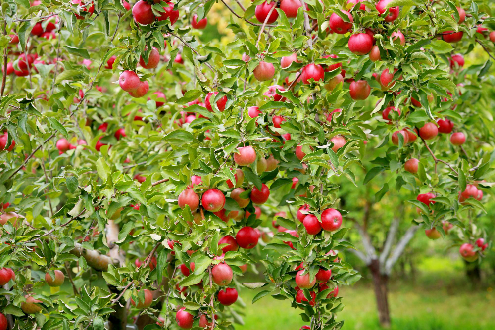trees-with-red-apples-orchard