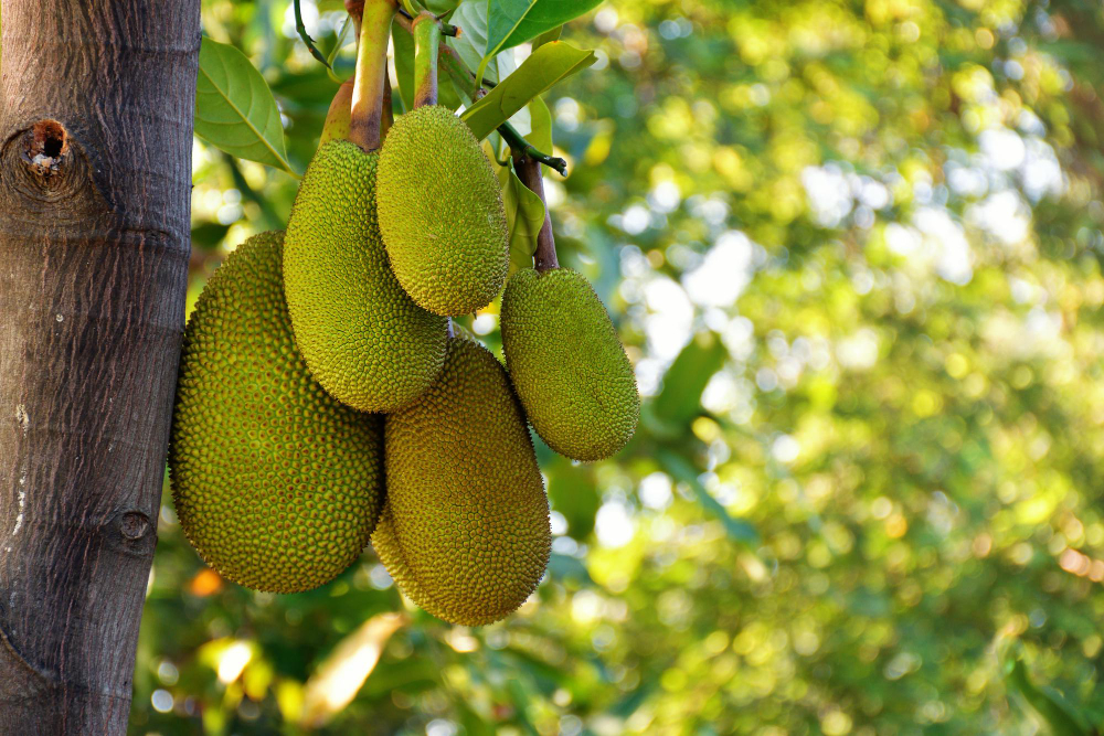 tropical-fruit-jackfruit-hanging-tree