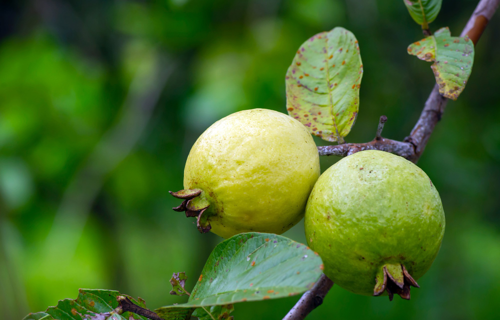 young-ripe-guava-fruits-tree